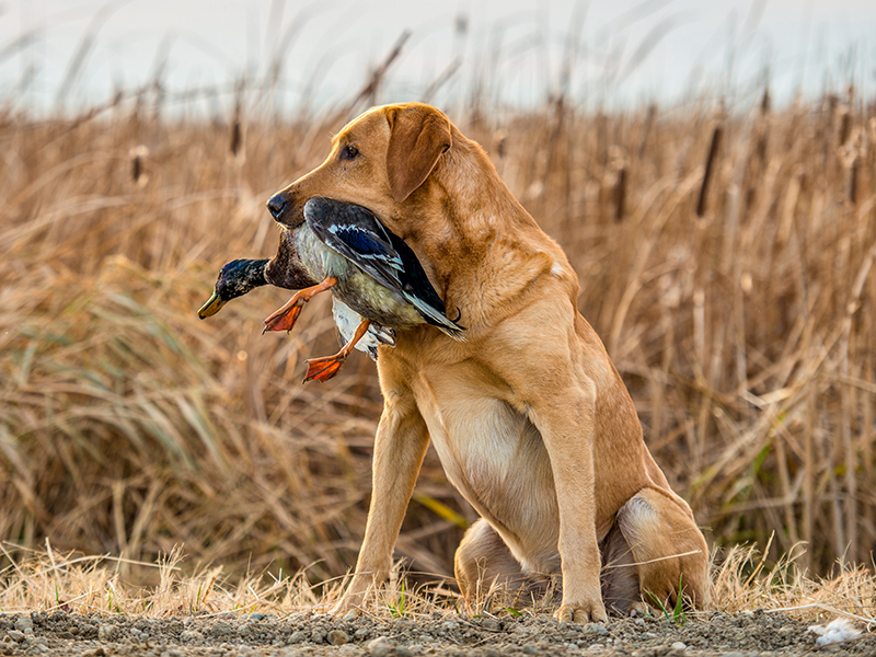 Yellow lab with duck in mouth from hunting at American Heritage hunting club