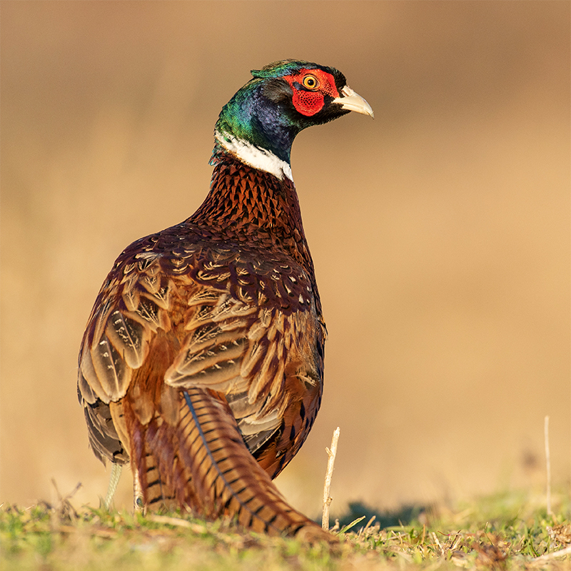 Close up of Pheasant