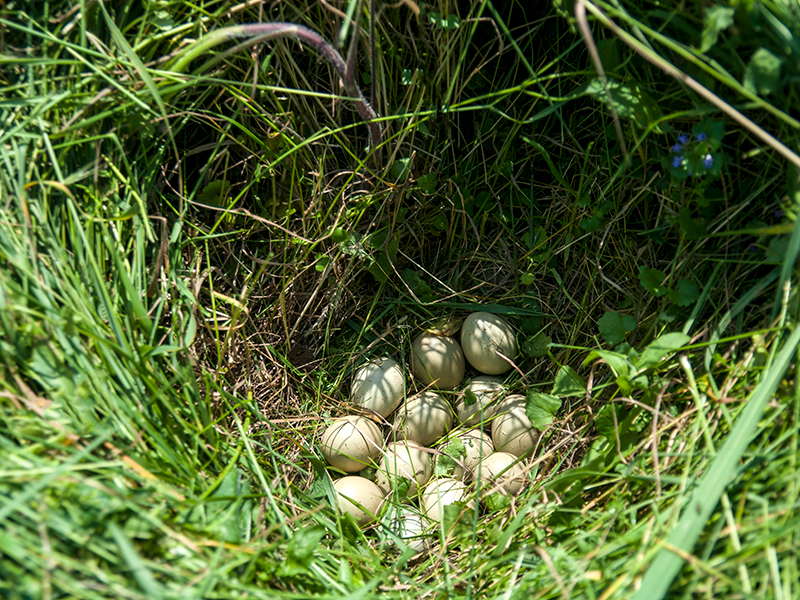 pheasant eggs in grass field